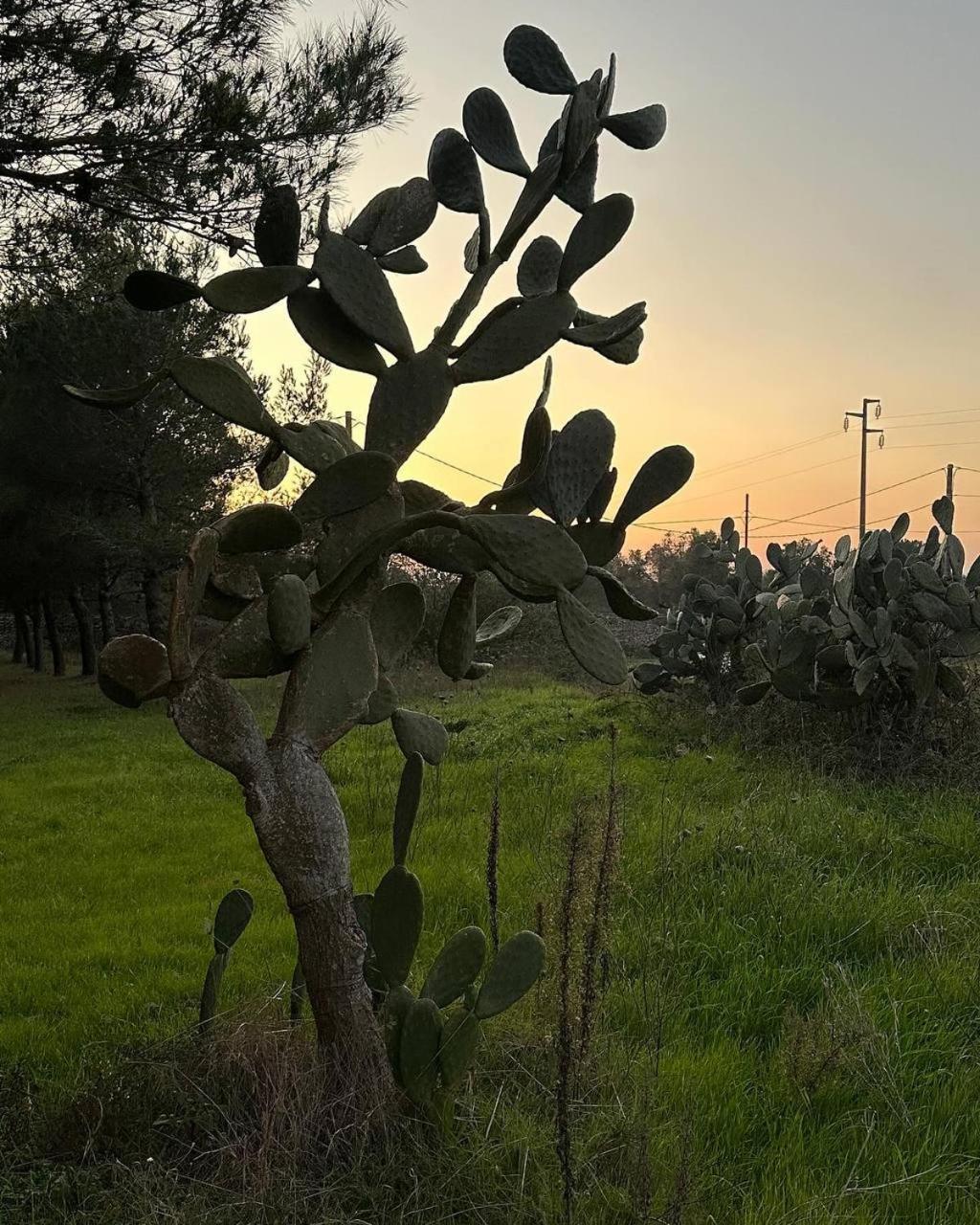 Villa Zoe Torre dell'Orso Luaran gambar